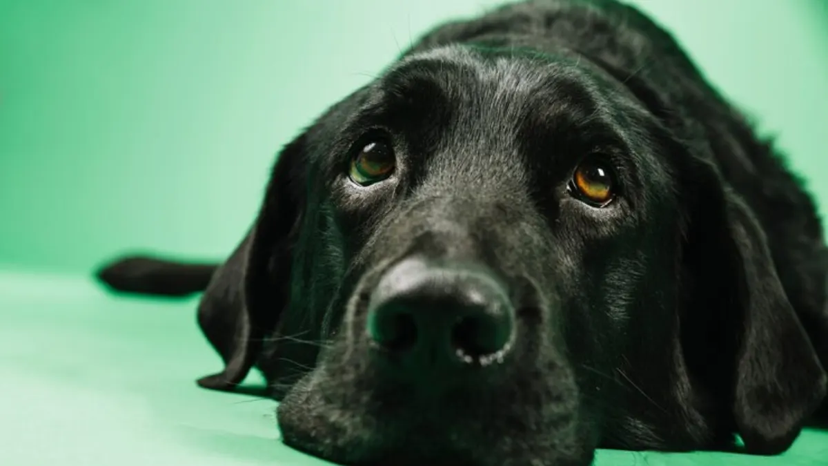 Imposto de Renda 2024: posso deduzir gastos com meu pet?